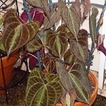 Aristolochia Coastal - plantele mele de interior