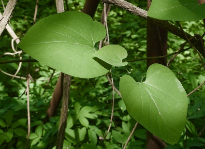 Aristolohia - îngrijirea plantei în casă