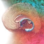 Atrofia creierului, secretele medicinei populare