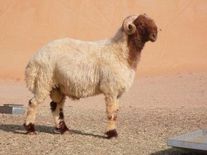 Авассі, опис породи овець, фото, характеристика