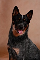 Australian Cattle Dog (wiki-text az ausztrál szarvasmarha) Australian Cattle Dog