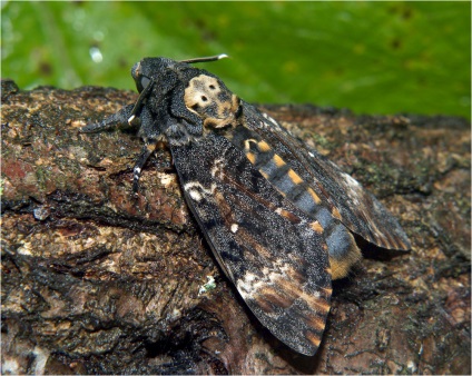 Butterfly este un bătăuș de cap sau un cap de Adam