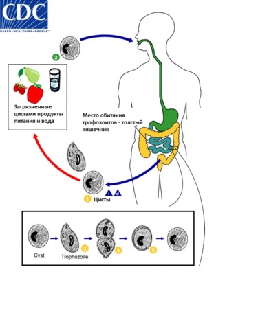 Balantidiasis (Balantidium coli, bél Balantidium) emberben a tünetek, diagnózis, kezelés,