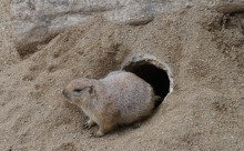 Parcul Barcelonei din cetate și grădina zoologică