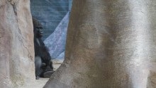 Parcul Barcelonei din cetate și grădina zoologică