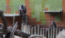Parcul Barcelonei din cetate și grădina zoologică