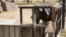 Parcul Barcelonei din cetate și grădina zoologică