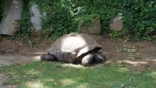 Parcul Barcelonei din cetate și grădina zoologică