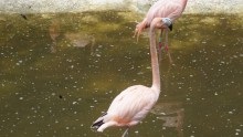 Parcul Barcelonei din cetate și grădina zoologică