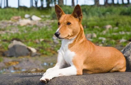 Descrierea rasei Basenji, sănătate, fotografie, natură și îngrijire