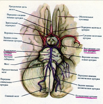 Artera centrală a anevrismului creierului, tortuozitate
