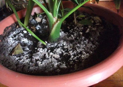 Білий наліт на грунті кімнатних рослин може їх нищити