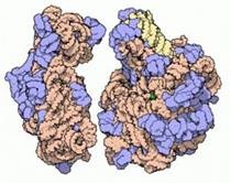 Proteinele ca formă de existență a vieții