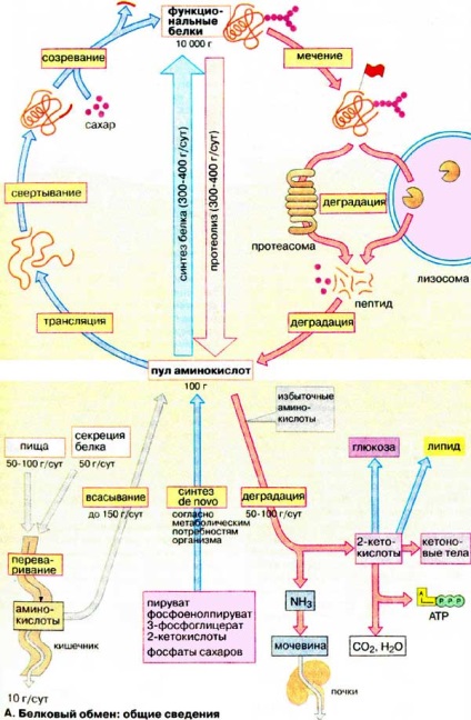 Informații generale despre metabolismul proteinelor