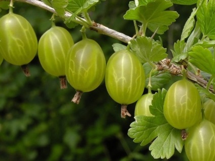 Busuioc fara plante, plantare si ingrijire in teren deschis