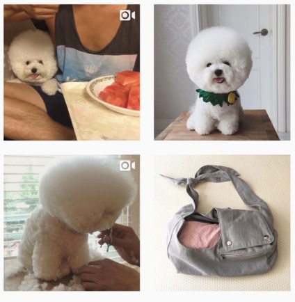 Bichon frise elemzi toryk nyert Instagram felhasználók