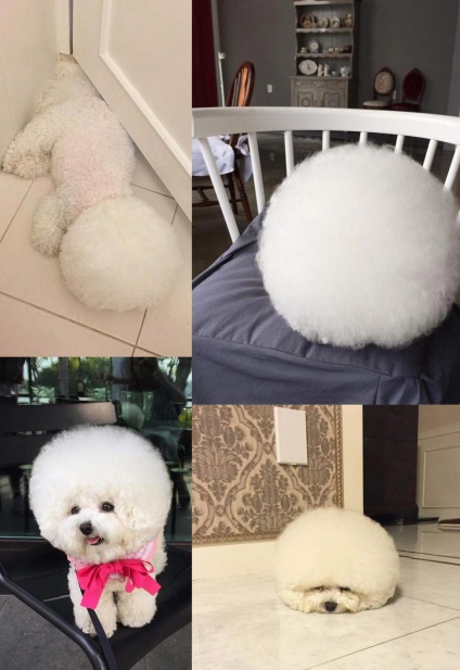 Bichon Frise numit Tory a cucerit utilizatorii Instagram