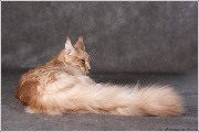 Blog - Maine Coon - jurnal personal de internet al veteranului oblakah