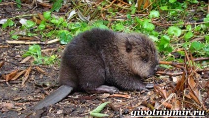 Beaver animal