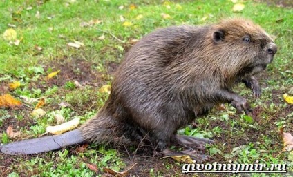 Beaver animal