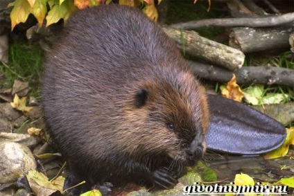 Beaver animal