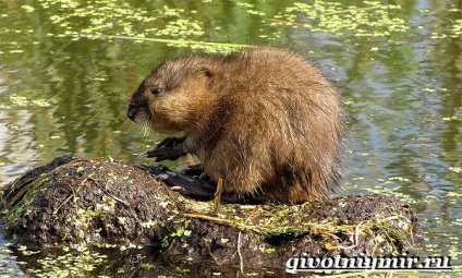 Beaver animal