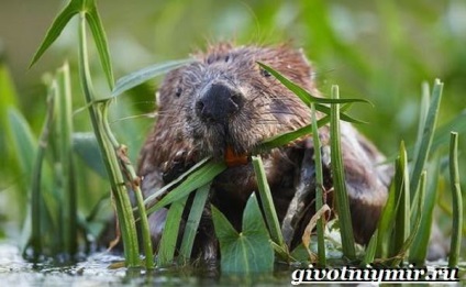 Beaver animal