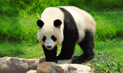 O panda mare a fost scoasă din cartea roșie ca specie pe cale de dispariție