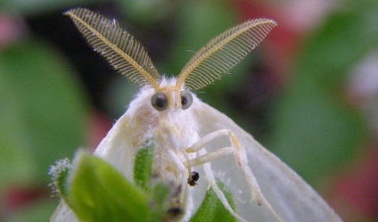 Боротьба метеликом златогузки і її гусеницею