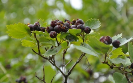 Pădurile negre de pădure