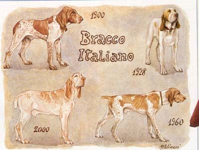Bracco italiană - canisa din regatul magnific - standard marco Italiano