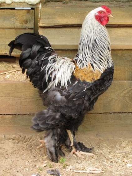 Brahmá, agro - Feltámadás (kapu) Brahma, az agrár - Feltámadás