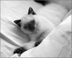 Британські короткошерсті кішки - вміст у клітках і вольєрах - книги «»