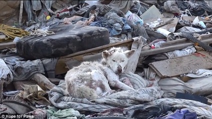 Abandonat într-o groapă de gunoi și aproape de moarte, husky a câștigat oa doua șansă și a făcut prieteni cu Chihuahua