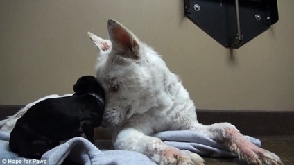 Abandonată într-o groapă de gunoi și aproape de moarte, husky a câștigat oa doua șansă și a făcut prieteni cu Chihuahua