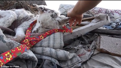 Dobott egy hulladéklerakó, és a halál közeli Husky szerzett egy második esélyt, és összebarátkozott egy Chihuahua