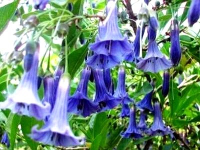 Brugmansia ültetés és gondozás a nyílt terepen telelő tenyésztés