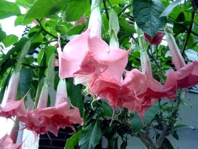 Brugmansia ültetés és gondozás a nyílt terepen telelő tenyésztés