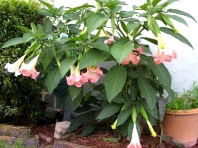 Brugmansia ültetés és gondozás a nyílt terepen telelő tenyésztés