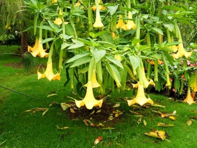 Brugmansia ültetés és gondozás a nyílt terepen telelő tenyésztés