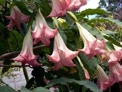 Brugmansia ültetés és gondozás a nyílt terepen telelő tenyésztés