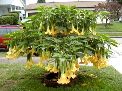 Brugmansia ültetés és gondozás a nyílt terepen telelő tenyésztés