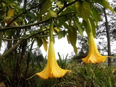 Brugmansia ültetés és gondozás a nyílt terepen telelő tenyésztés