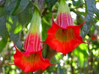 Brugmansia ültetés és gondozás a nyílt terepen telelő tenyésztés