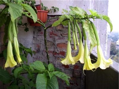 Brugmansia ültetés és gondozás a nyílt terepen telelő tenyésztés