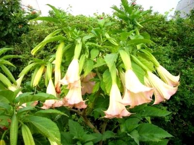 Brugmansia ültetés és gondozás a nyílt terepen telelő tenyésztés