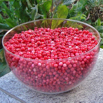Lingonberries pentru iarnă, ls