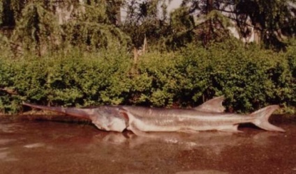 Чого тільки не побачиш в нашому ставку - (відео) - waterworld, водний світ - інтернет журнал