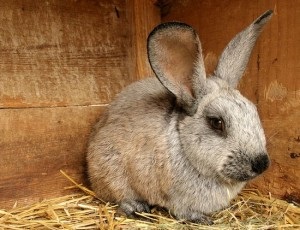 Ce și cum să hrăniți iepurii - ușor și simplu