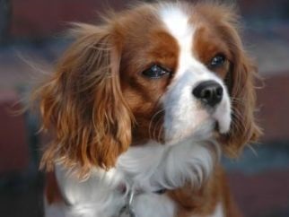 Ce să hrănești regele Cavalier Charles Spaniel - rasele de câini